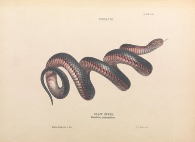 Zwarte slang, Pseudechis porphyriacus door Helena Forde
